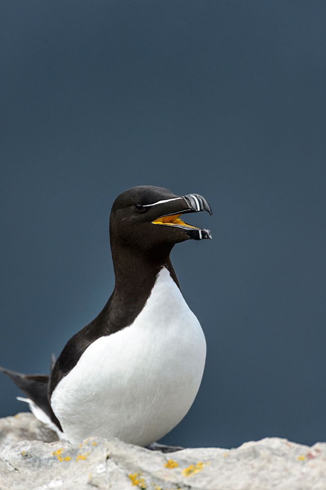 Norway-Finnmark-Loppa. Razorbill (Alca torda) gathered on a nesting cliff.